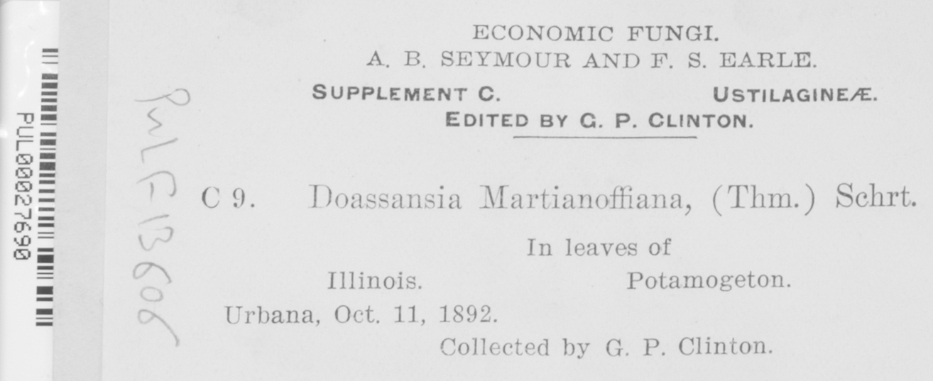 Doassansiopsis hydrophila image