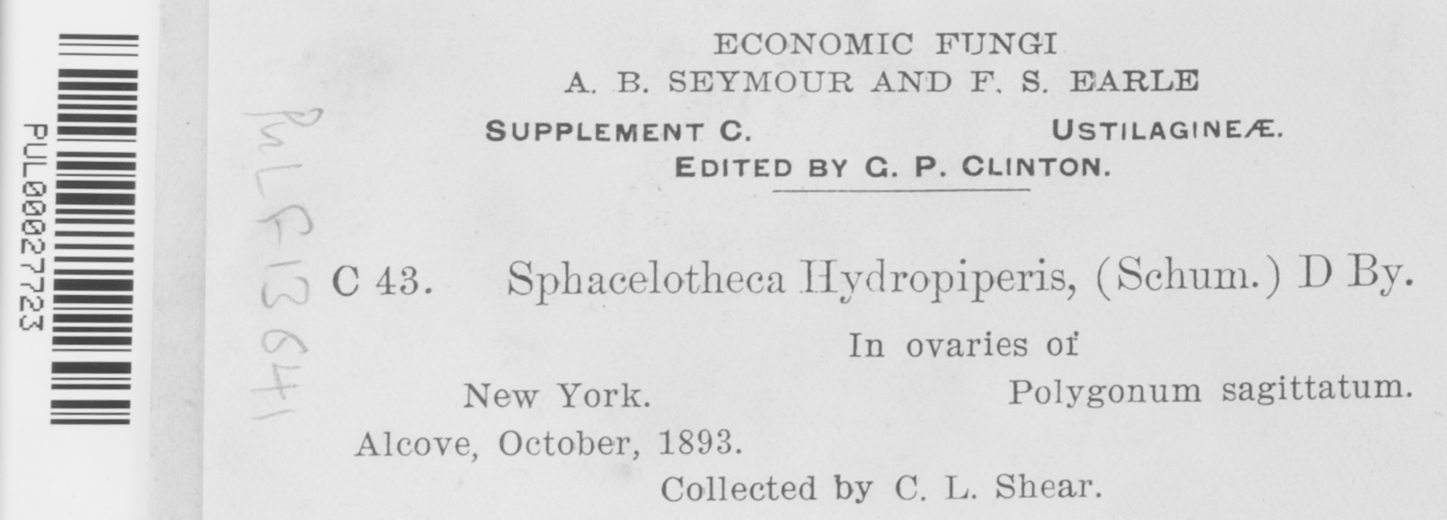 Sphacelotheca hydropiperis image