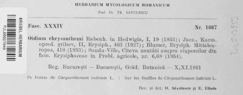 Oidium chrysanthemi image