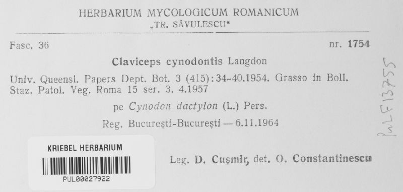 Claviceps cynodontis image