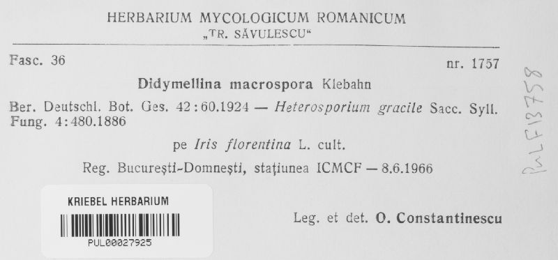 Davidiella macrospora image