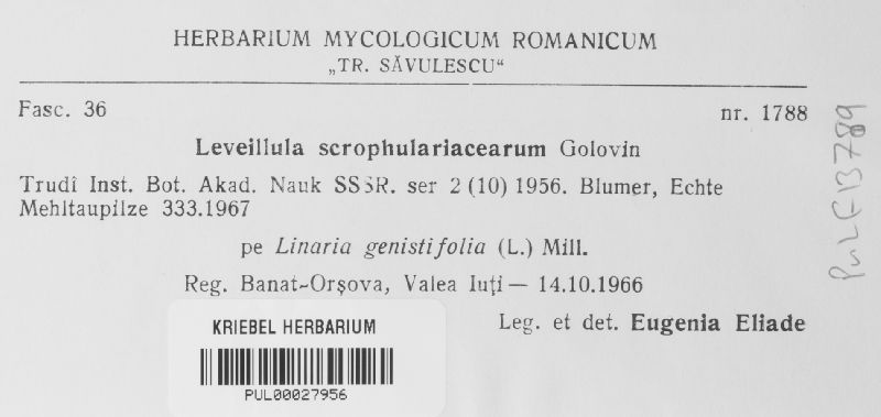 Leveillula scrophulariacearum image