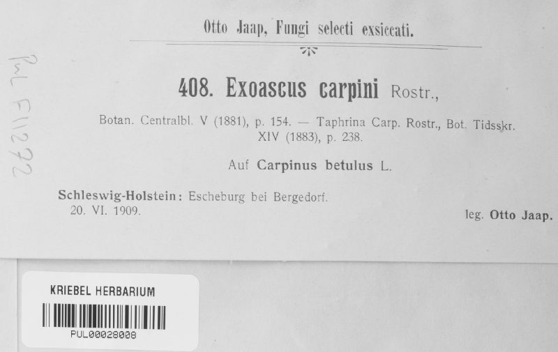 Exoascus carpini image