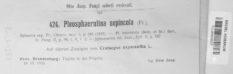 Saccothecium sepincola image