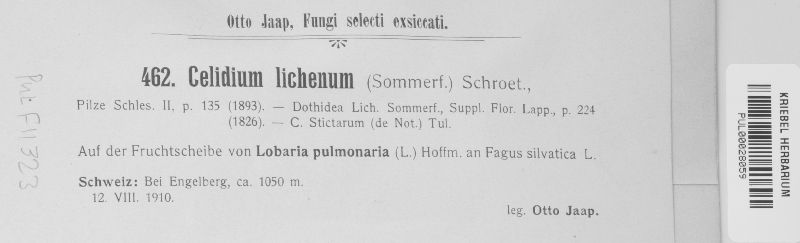 Celidium lichenum image