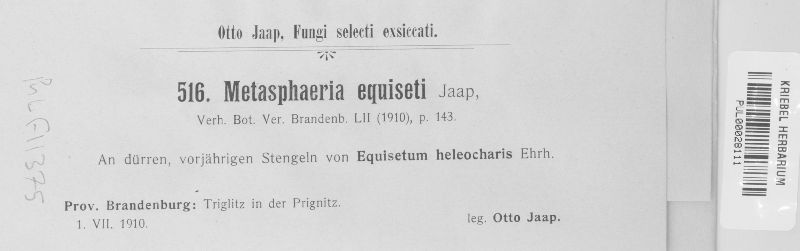 Metasphaeria equiseti image
