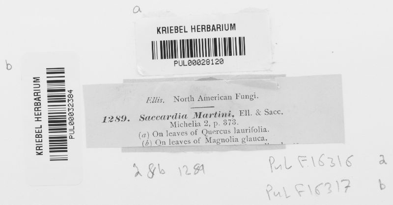 Saccardia martini image