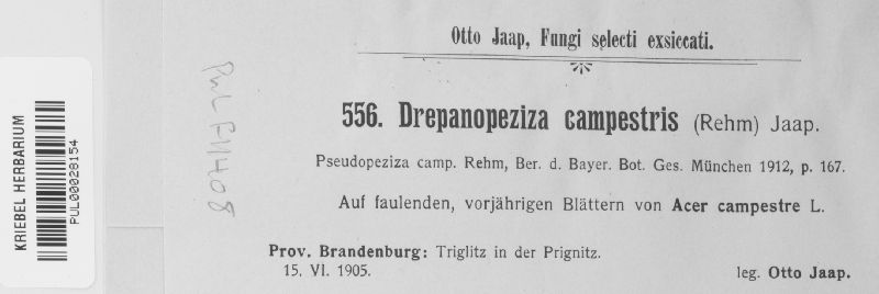 Drepanopeziza campestris image
