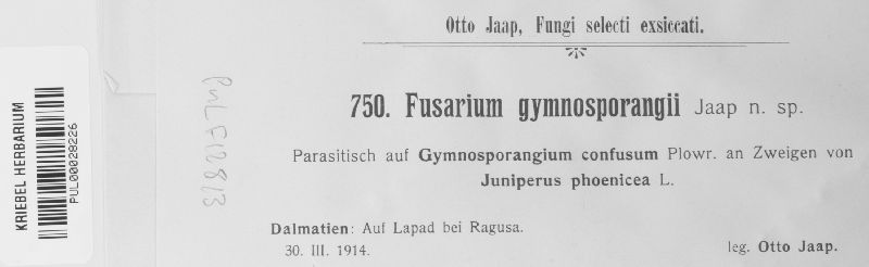 Fusarium gymnosporangii image