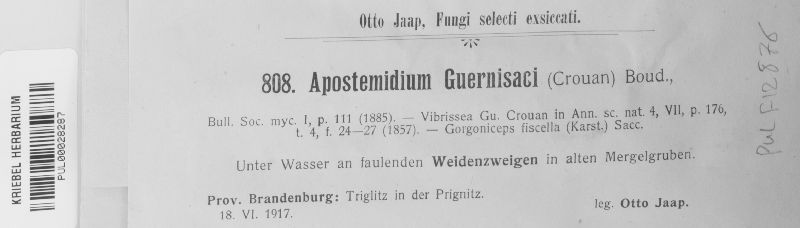 Apostemidium guernisaci image