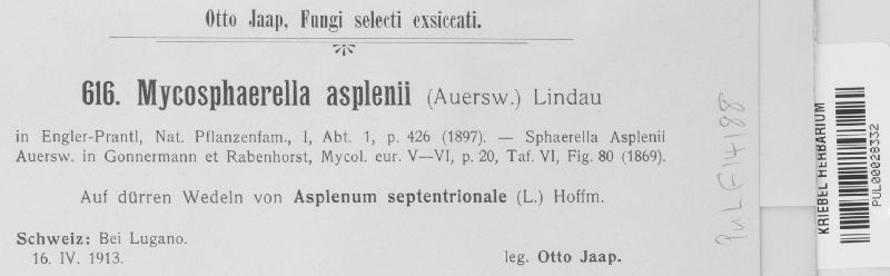 Mycosphaerella asplenii image