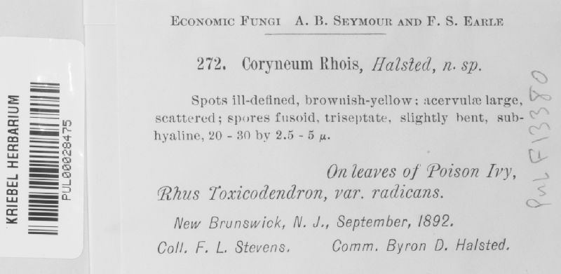 Coryneum rhois image