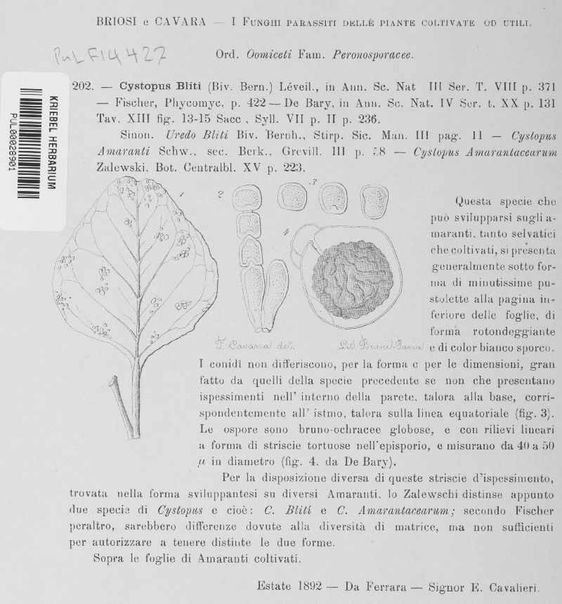 Cystopus image