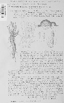 Helicobasidium purpureum image