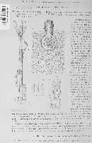 Gibellina cerealis image