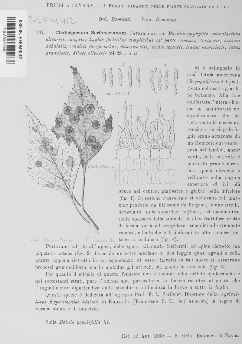 Fusicladium scribnerianum image