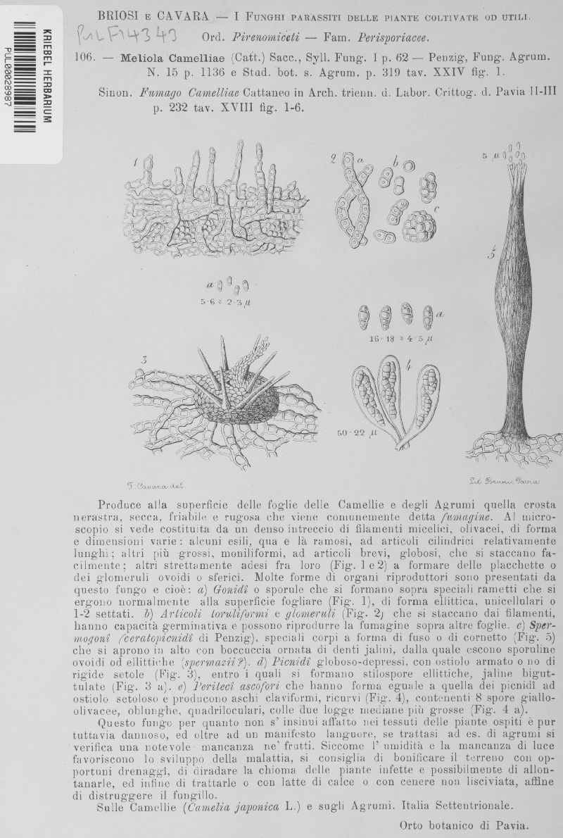 Meliola camelliae image