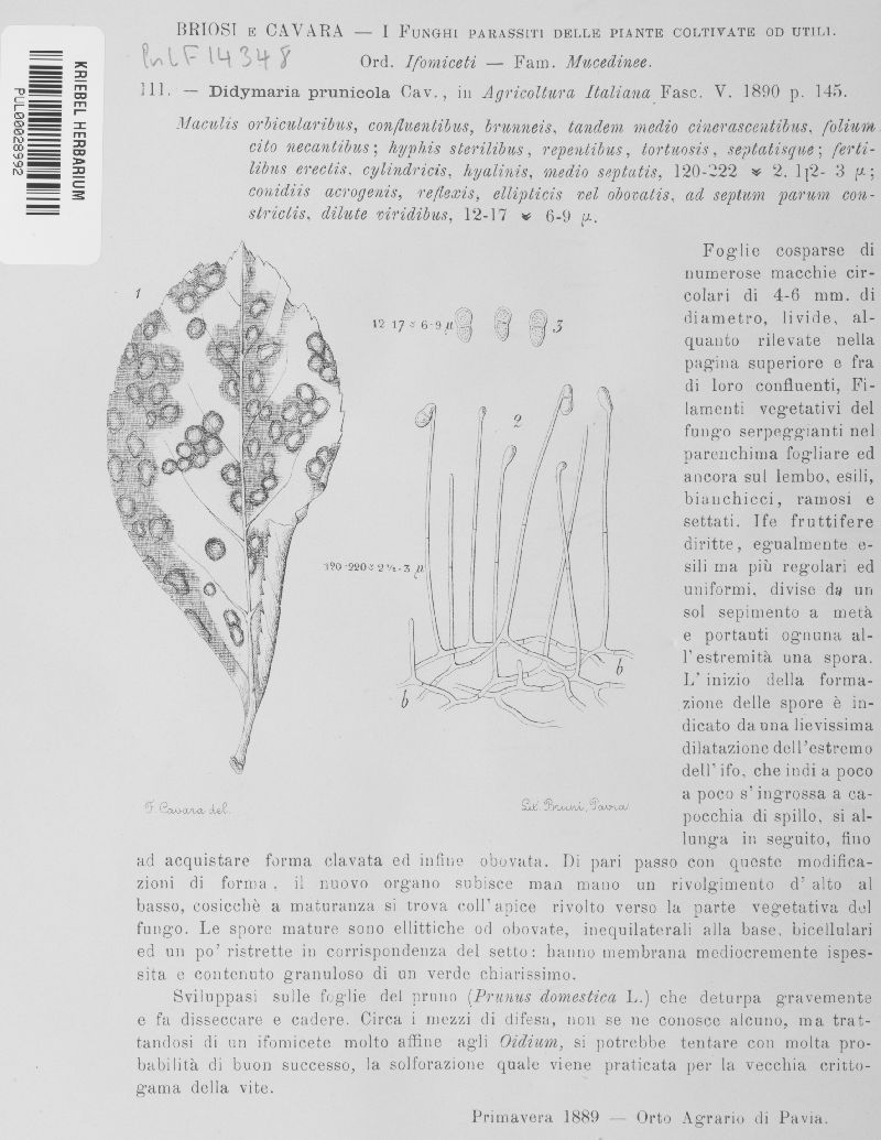 Didymaria prunicola image