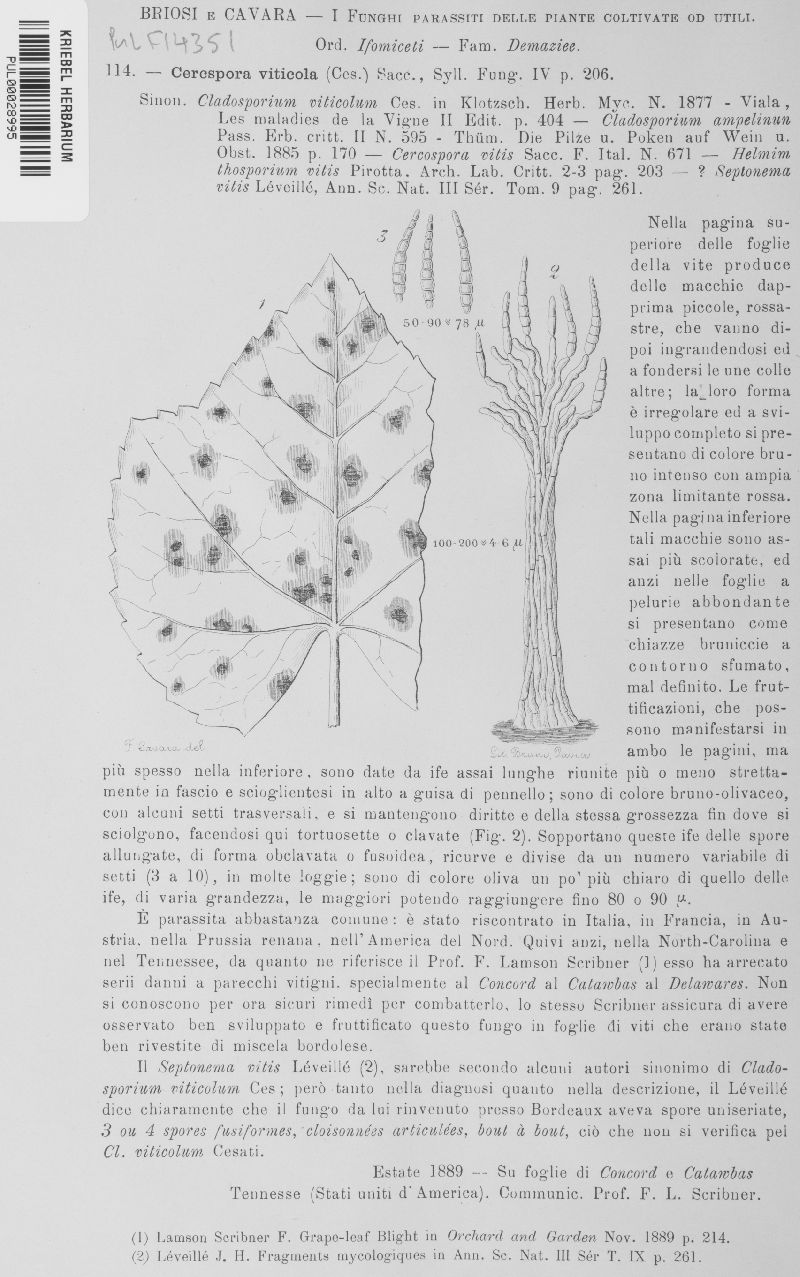 Pseudocercospora image