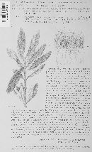 Antennaria elaeophila image