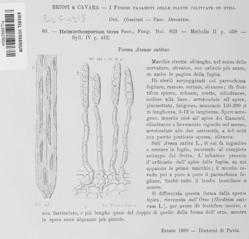 Pyrenophora teres image