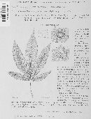 Septoria cannabis image