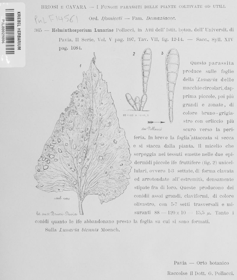 Helminthosporium lunariae image