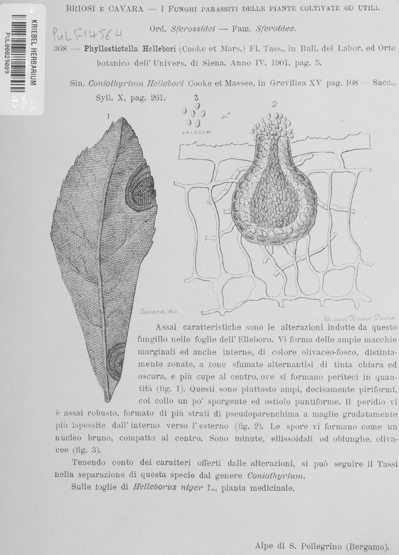 Microsphaeropsis hellebori image