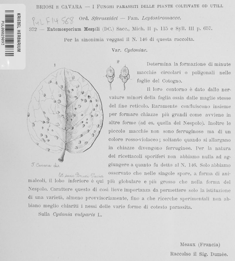 Diplocarpon mespili image