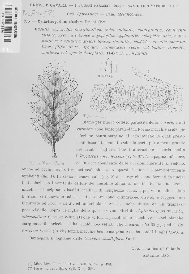 Cylindrosporium siculum image