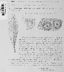 Sphaerella laureolae image