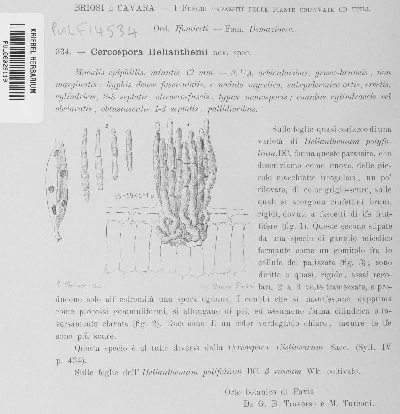 Cercospora helianthemi image