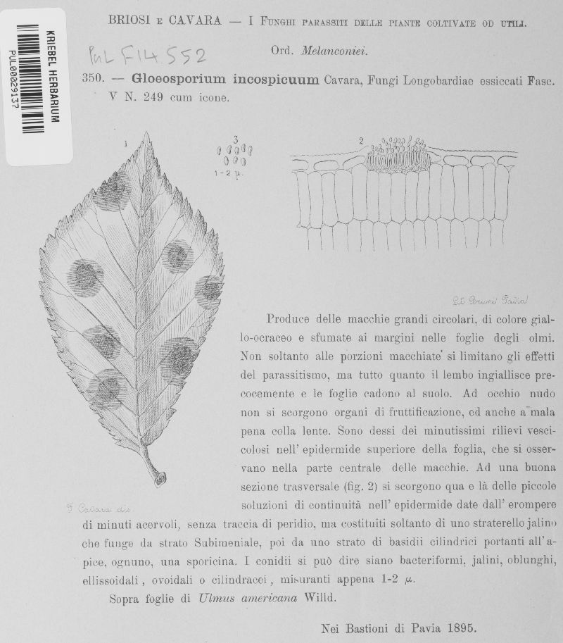 Gloeosporium inconspicuum image