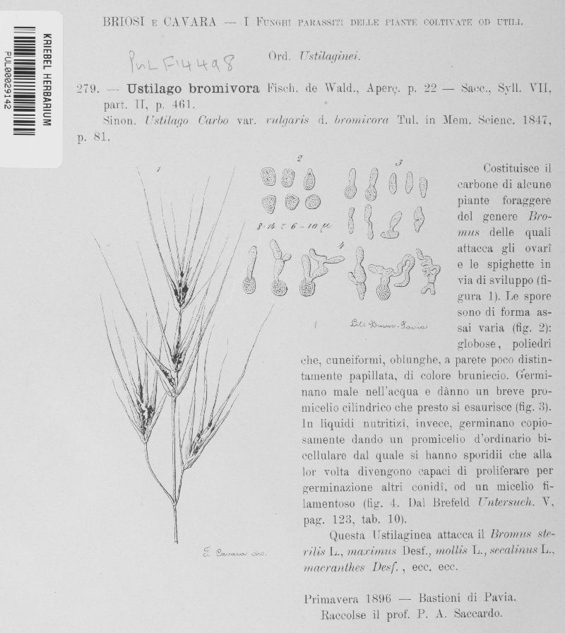 Ustilago bullata image