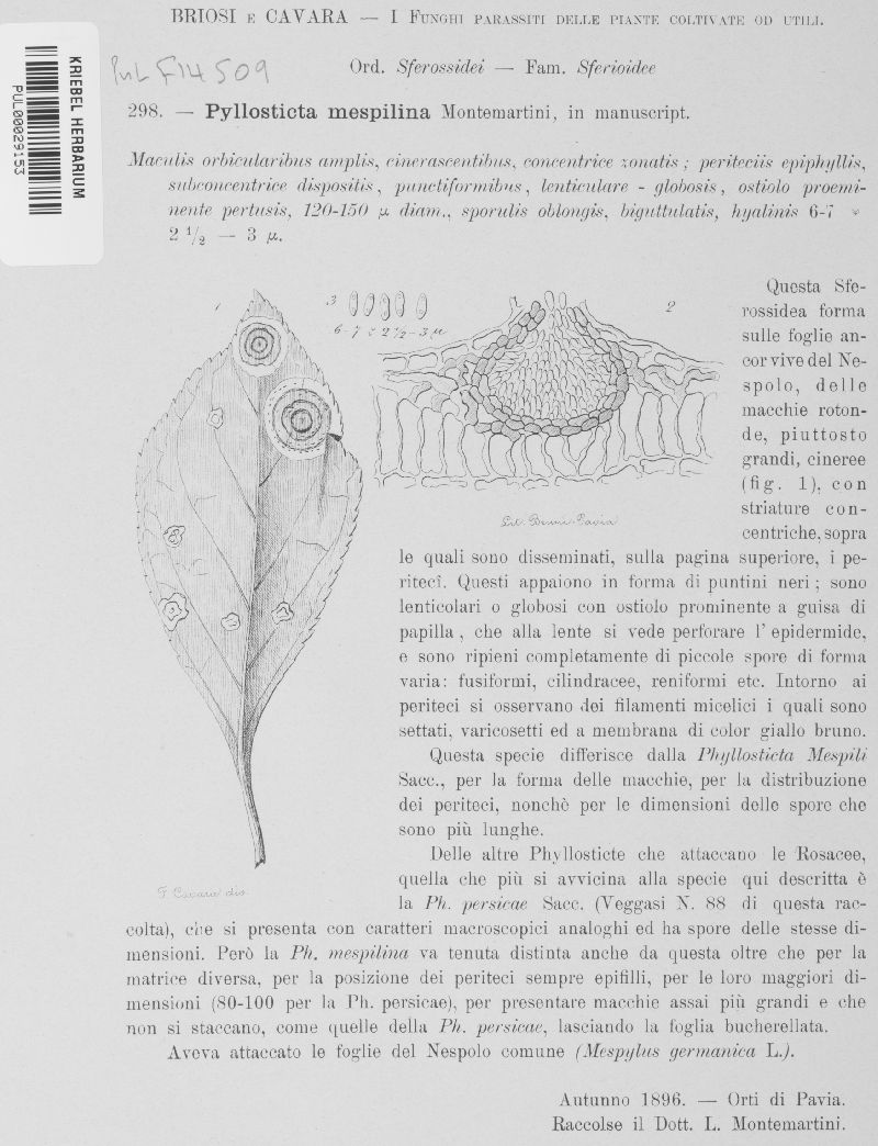 Phyllosticta mespilina image