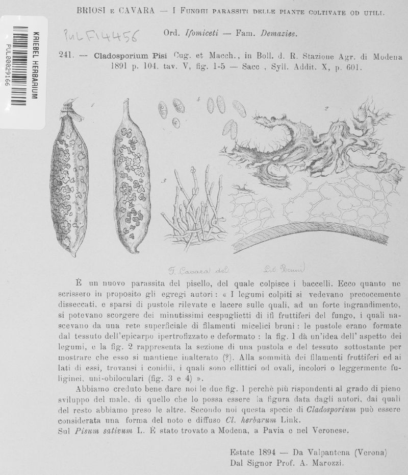 Cladosporium pisi image