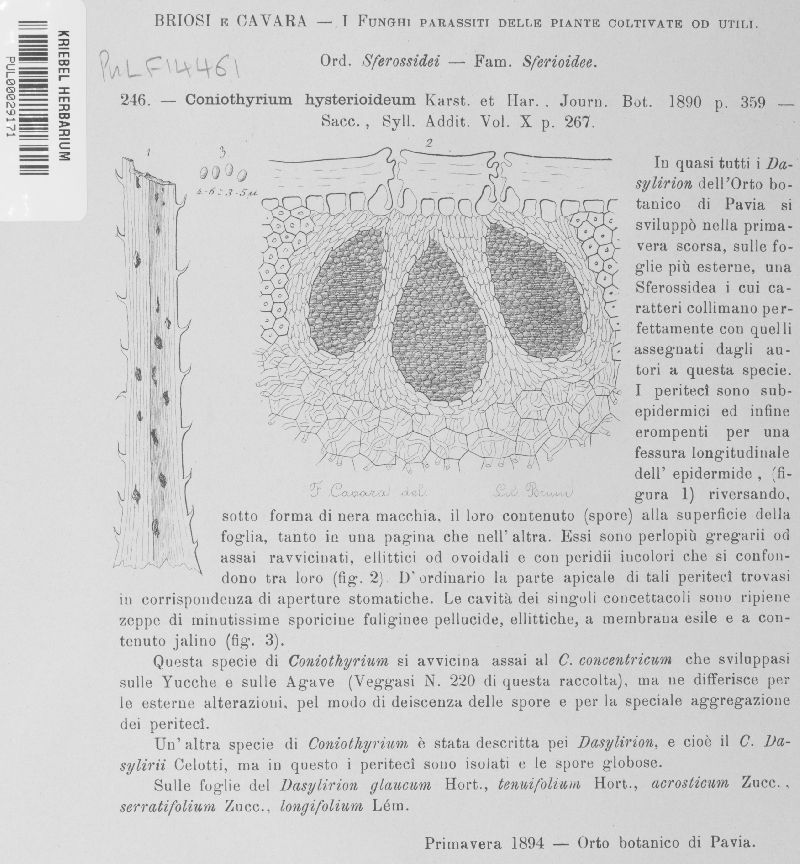 Coniothyrium concentricum image