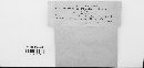 Cryptomycina pteridis image