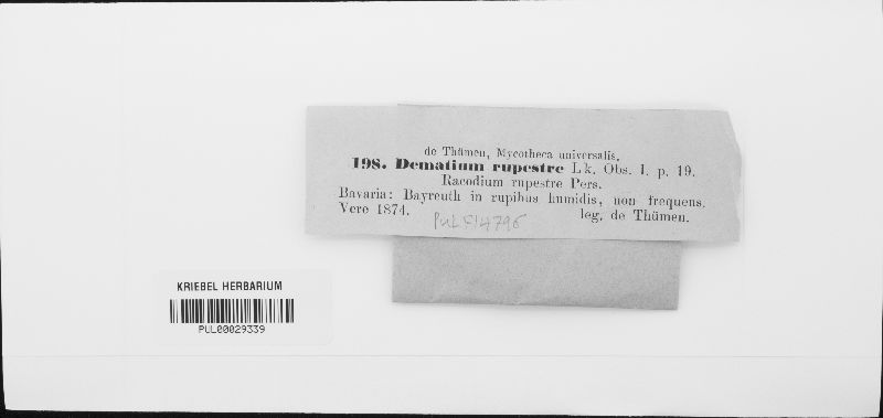 Dematium image