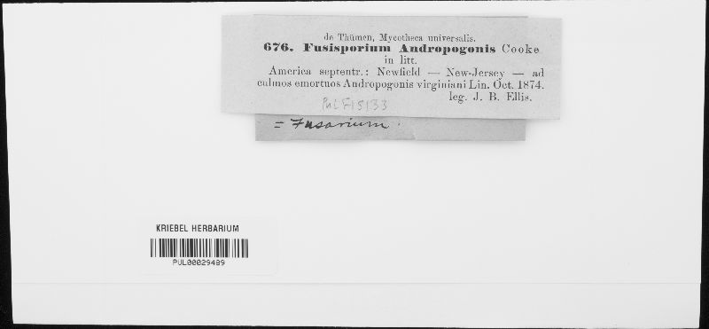 Fusisporium andropogonis image