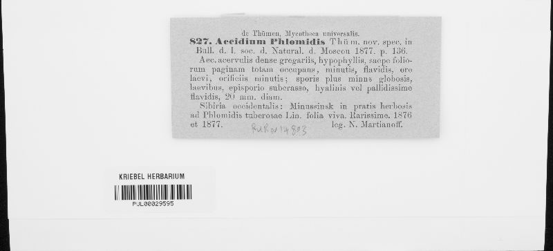 Aecidium phlomidis image