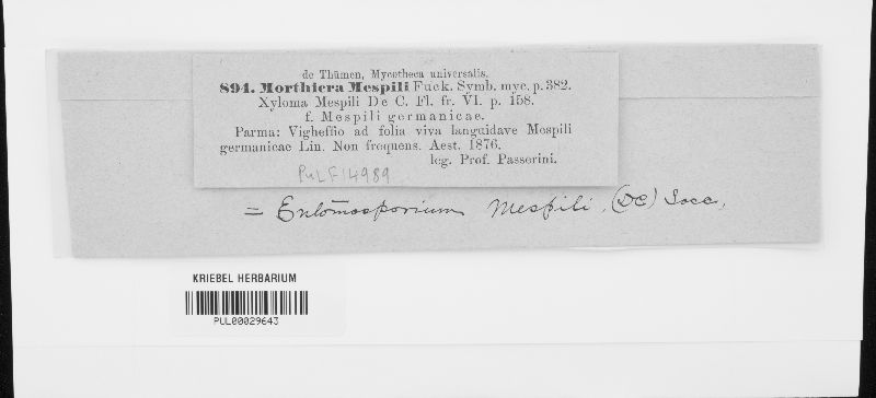 Morthiera mespili image