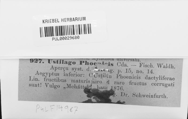 Aspergillus niger var. phoenicis image