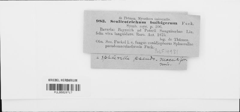 Scolicotrichum bulbigerum image