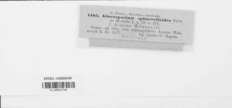 Gloeosporium sphaerelloides image