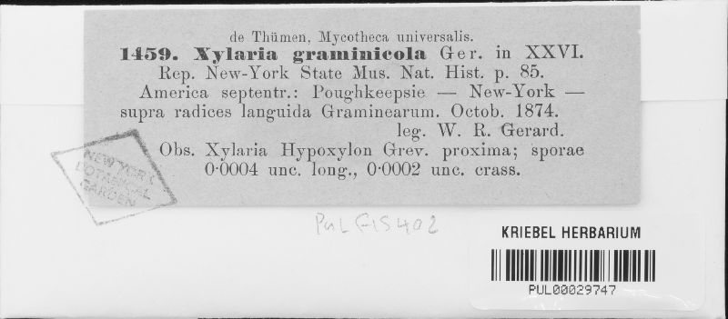 Xylaria graminicola image