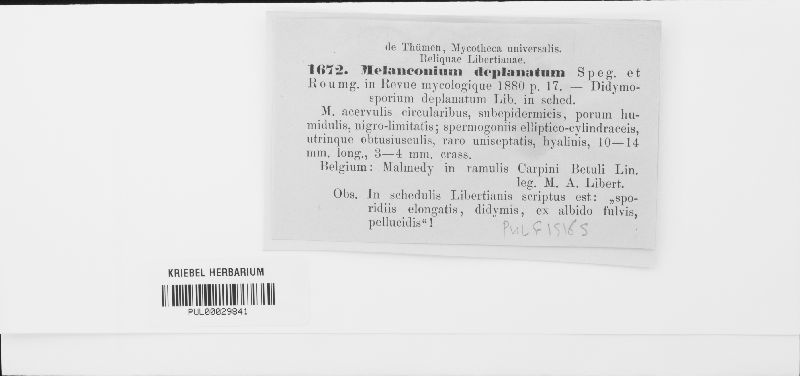 Melanconium deplanatum image