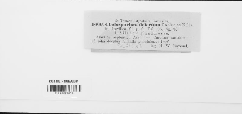 Cladosporium delectum image