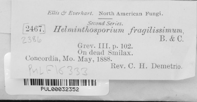 Helminthosporium fragilissimum image