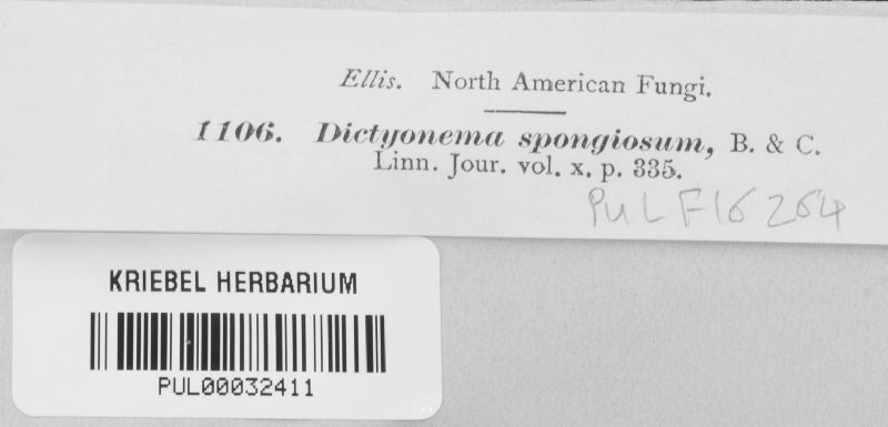 Dictyonema image
